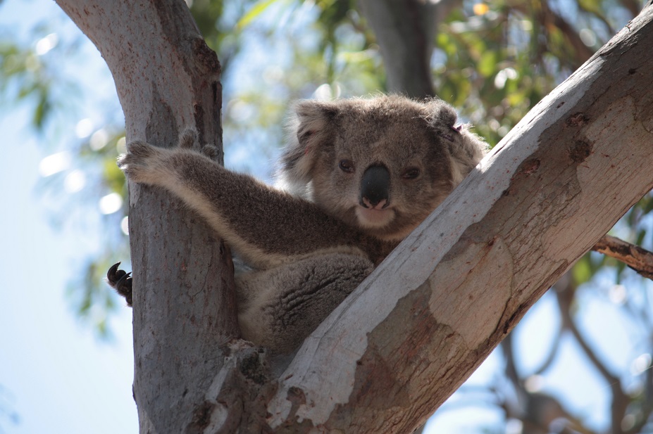 Koala @ Raymond Island - Victoria