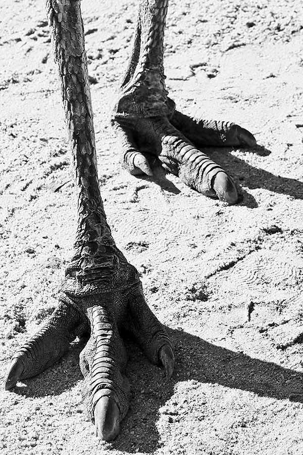 Emu claws