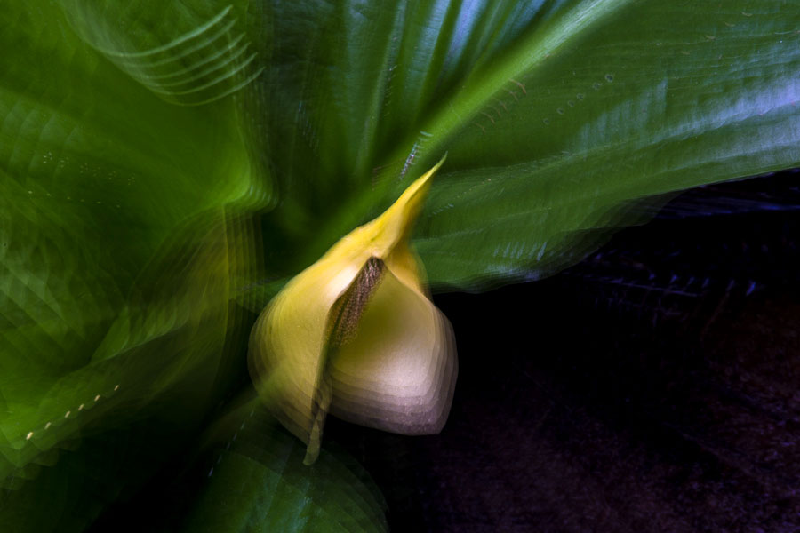 skunk cabbage