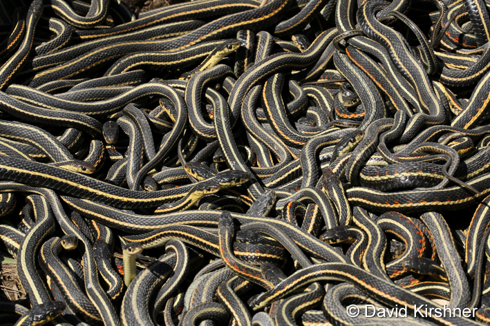 garter snakes.jpg
