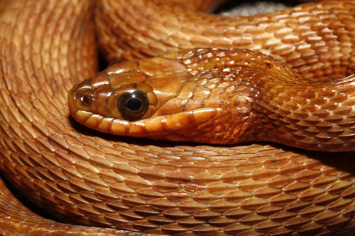 Nerodia clarkii compressicauda.jpg