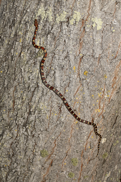 climbing corn snake.jpg