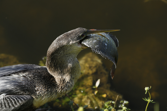 Anhinga_sunfish_0.jpg
