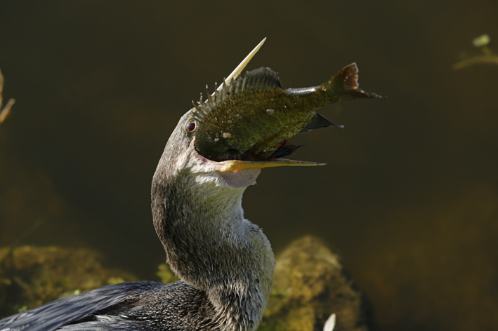 Anhinga_sunfish_2.jpg