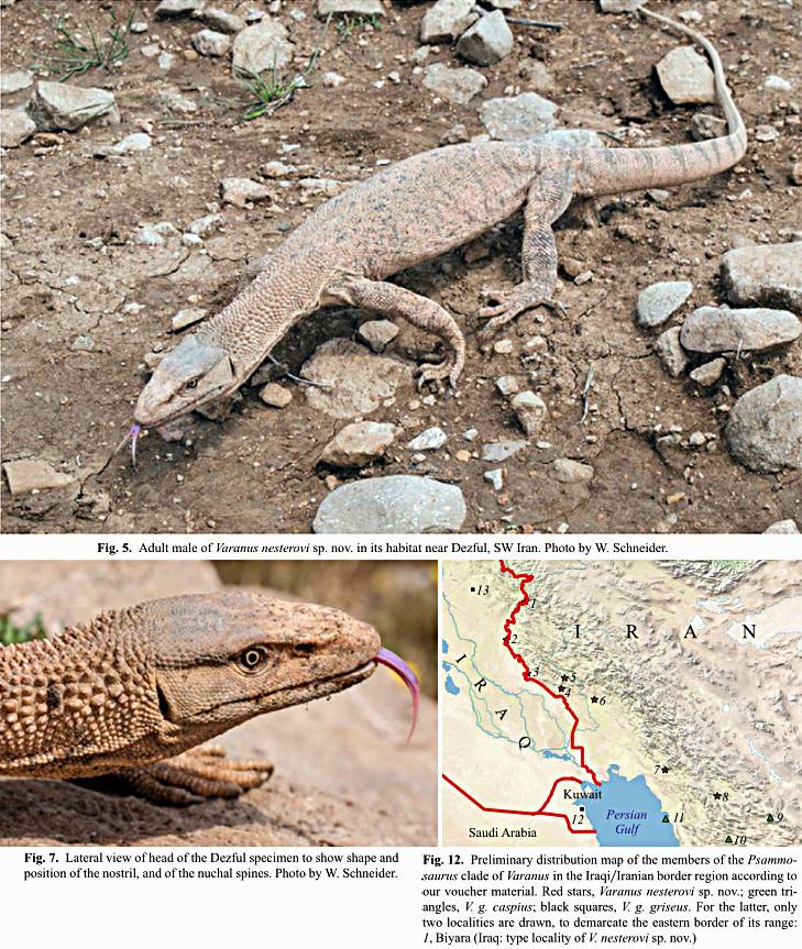 new varanid.jpg