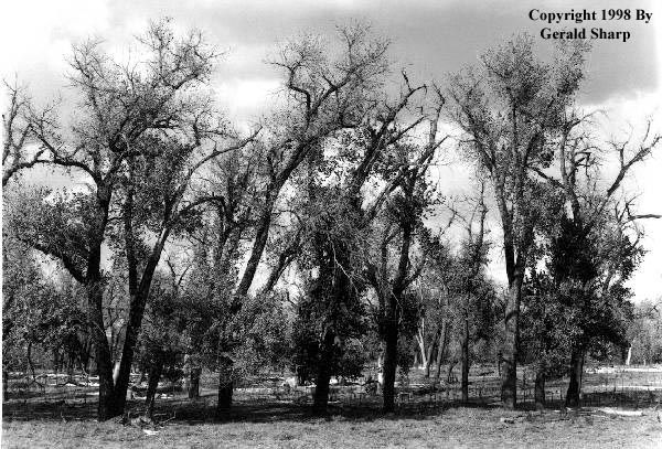 trees.jpg