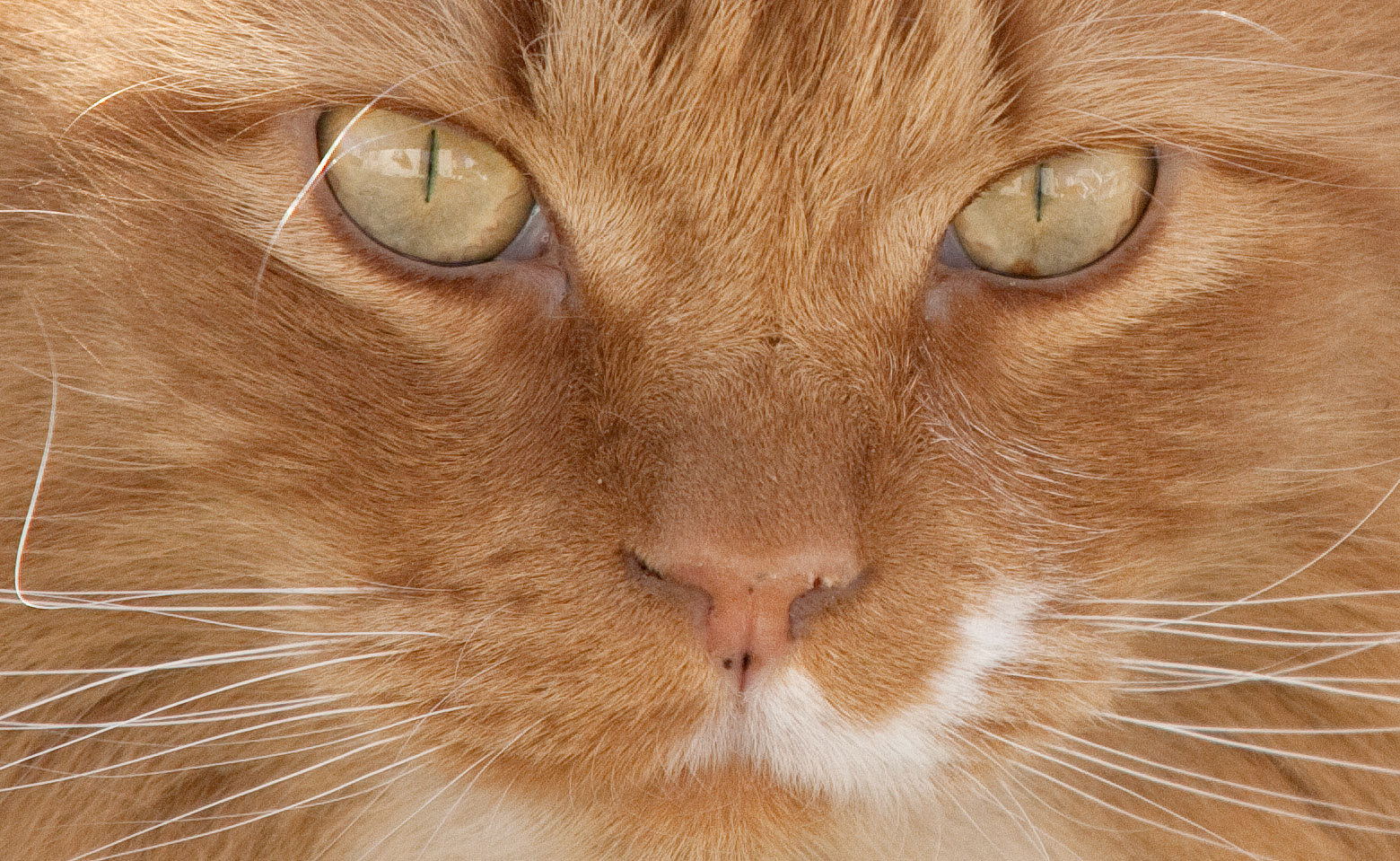Here Kitty, Kitty, Kitty