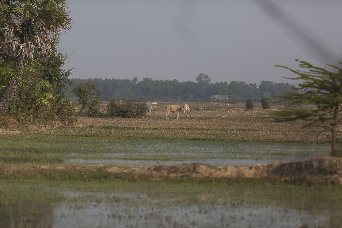 _3853 entre Siem Reap et le Lac Tonle Sap.jpg