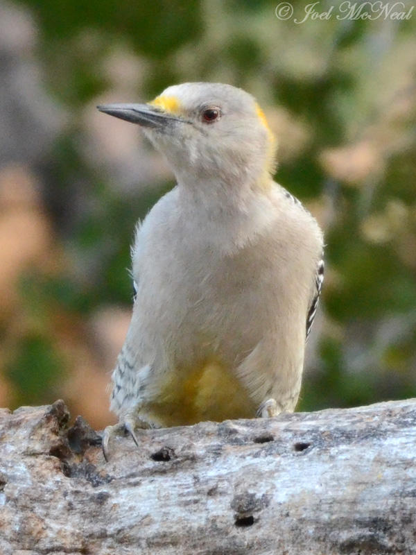 female Golden-fronted Woodpecker: Salineo, TX