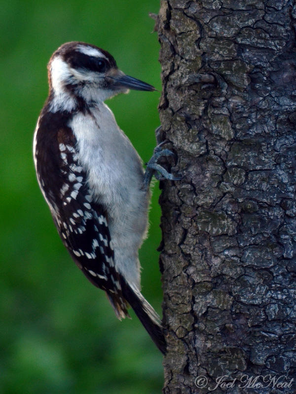 juvenile Hairy Woodpecker: Elyria, OH