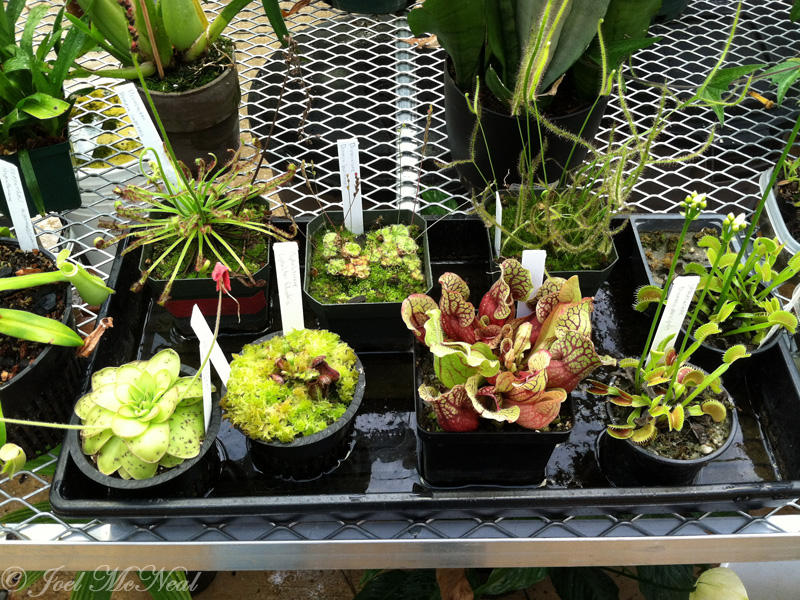 Carnivorous plants