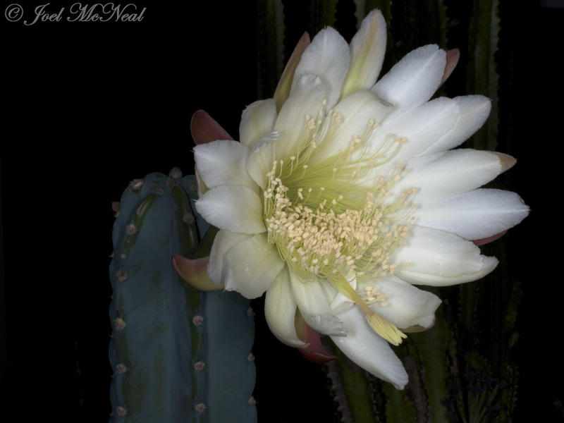 <i>Cereus hildmannianus</i>