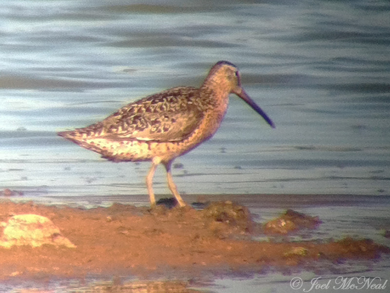 Short-billed Dowitcher: Bartow Co., GA