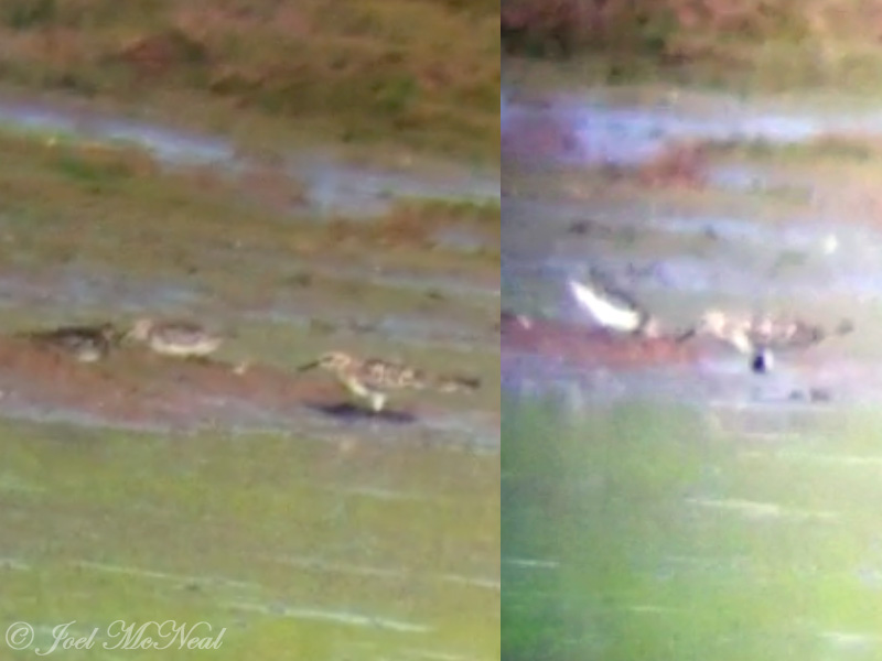 Bairds Sandpiper: Bartow Co., GA (iPhone through scope)