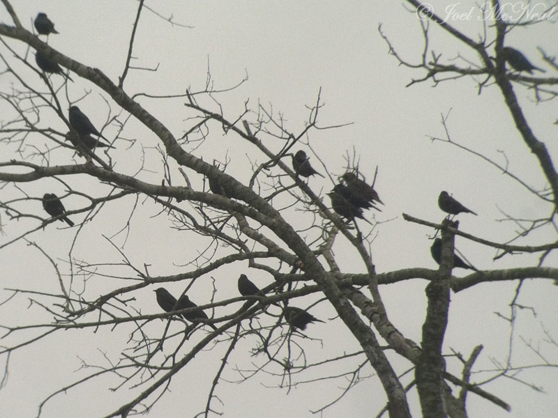 Brewers Blackbirds (and starling): Bartow Co., GA