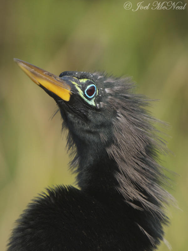 male Anhinga