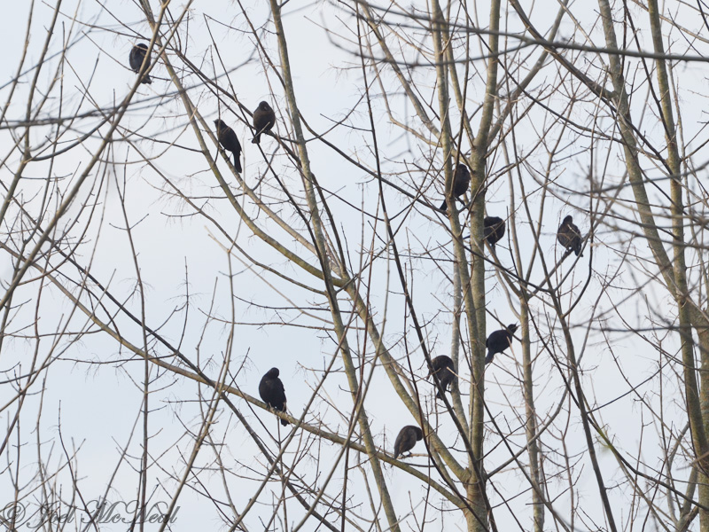 Rusty Blackbirds: Bartow Co., GA