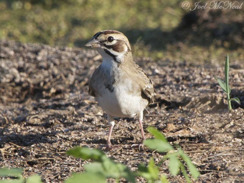 Lark Sparrow: <i>Chondestes grammacus</i>, Bartow Co., GA