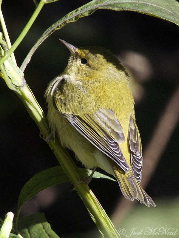 Tennessee Warbler: Bartow Co., GA