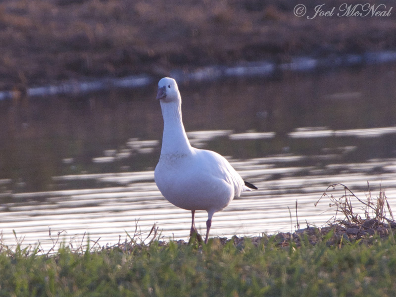 Rosss Goose: Bartow Co., GA