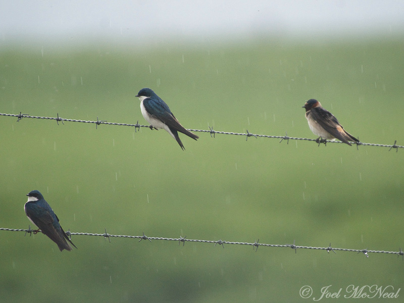 early Cliff Swallow (with Tree Swallows): Bartow Co., GA