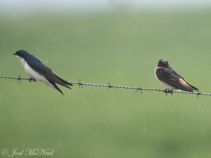 early Cliff Swallow, <i>Petrochelidon pyrrhonota</i> (on right, with Tree Swallow): Bartow Co., GA