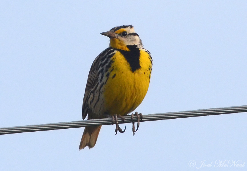 Eastern Meadowlark: Bartow Co., GA