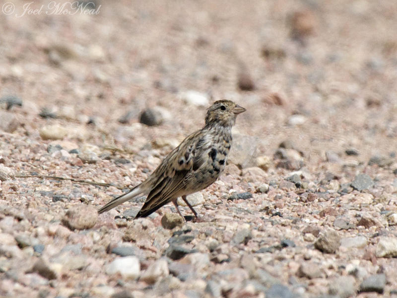 immature male Chestnut-collared Longspur: <i>Calcarius ornatus</i>, Pawnee National Grassland, Weld Co., CO