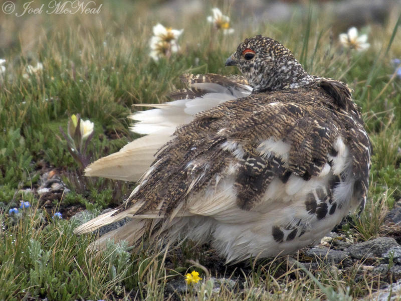 White-tailed Ptarmigan: Rocky Mountain NP, Larimer Co., CO