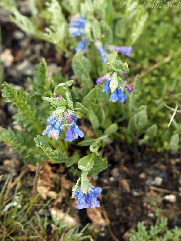 Alpine Bluebells: <i>Mertensia alpina</i>, Rocky Mountain NP, Larimer Co., CO