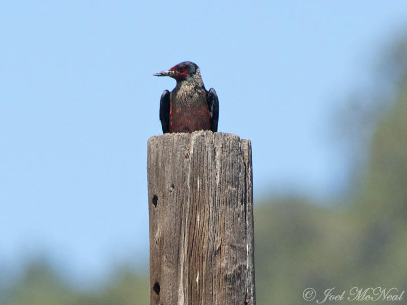 Lewiss Woodpecker: <i>Melanerpes lewis</i>, Archuleta Co., CO