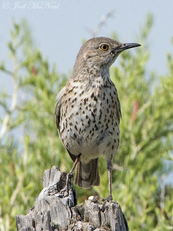 Sage Thrasher: Alamosa NWR, Alamosa Co., CO