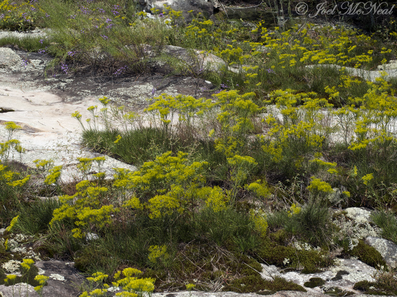 Nuttalls Rayless-Goldenrod: <i>Bigelowia nuttallii</i>- Moss Rock Preserve: Jefferson Co., AL