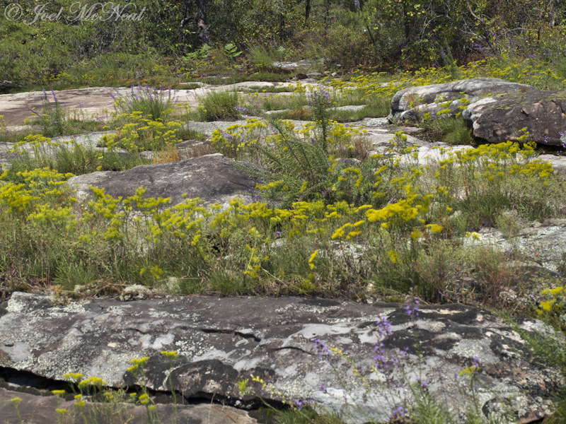 Moss Rock Preserve: Jefferson Co., AL