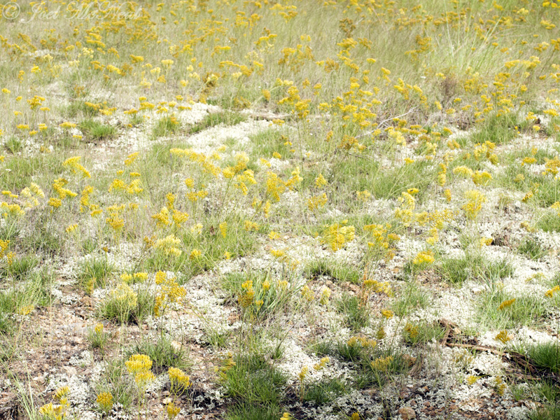 Altamaha Grit landscape dominated by <i>Bigelowia nuttallii</i> (and one Harpers Dodder patch)