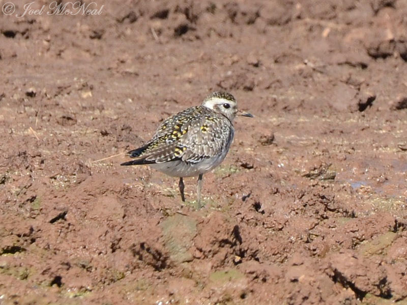 American Golden-Plover: Bartow Co., GA