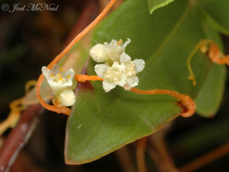 Harpers Dodder: <i>Cuscuta harperi</i>