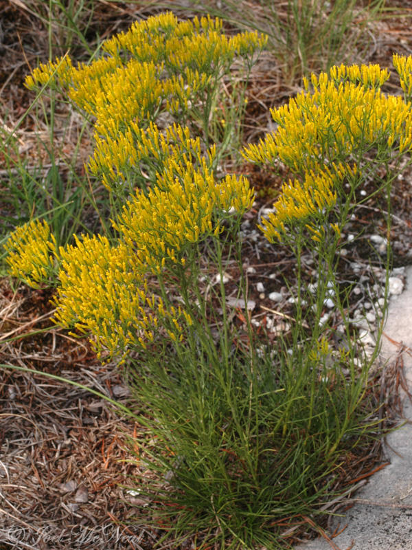 Nuttalls Rayless Goldenrod: <i>Bigelowia nuttallii</i>