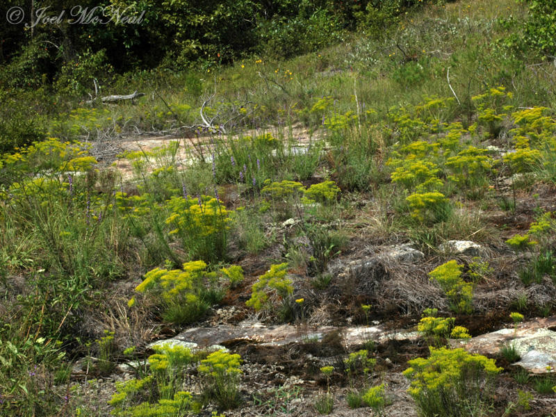 Sandstone barren community