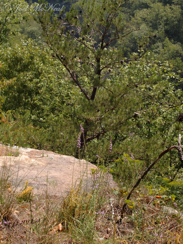 Sandstone outcrop community with Harpers Dodder