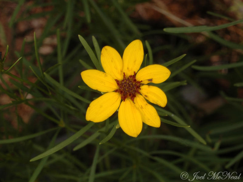 Showy Tickseed: <i>Coreopsis pulchra</i>