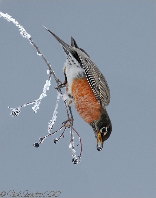 American Robin