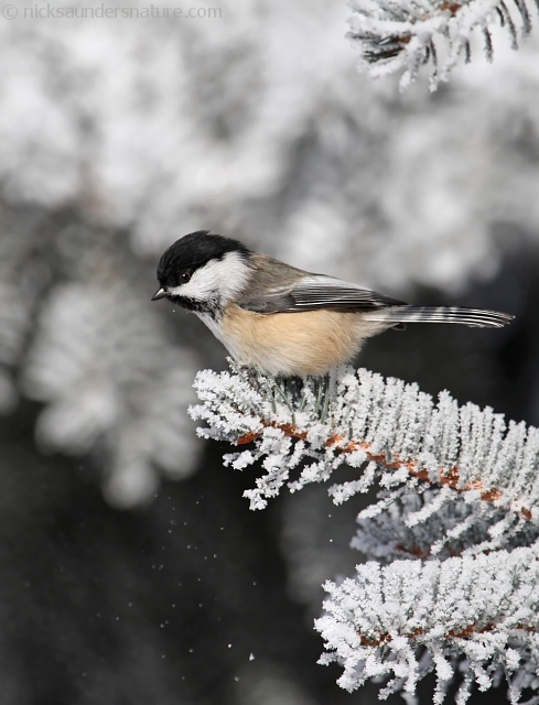 Black-capped Chickadee