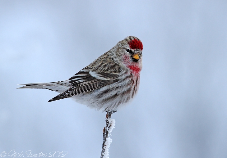 Common Redpoll male