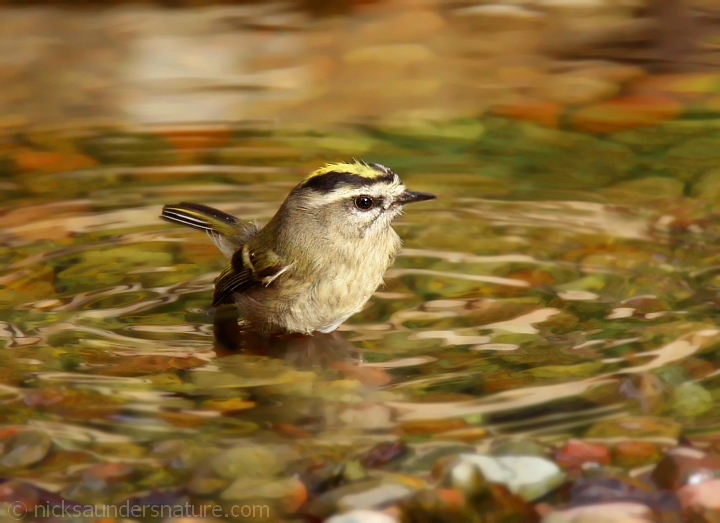 Golden-crowned Kinglet