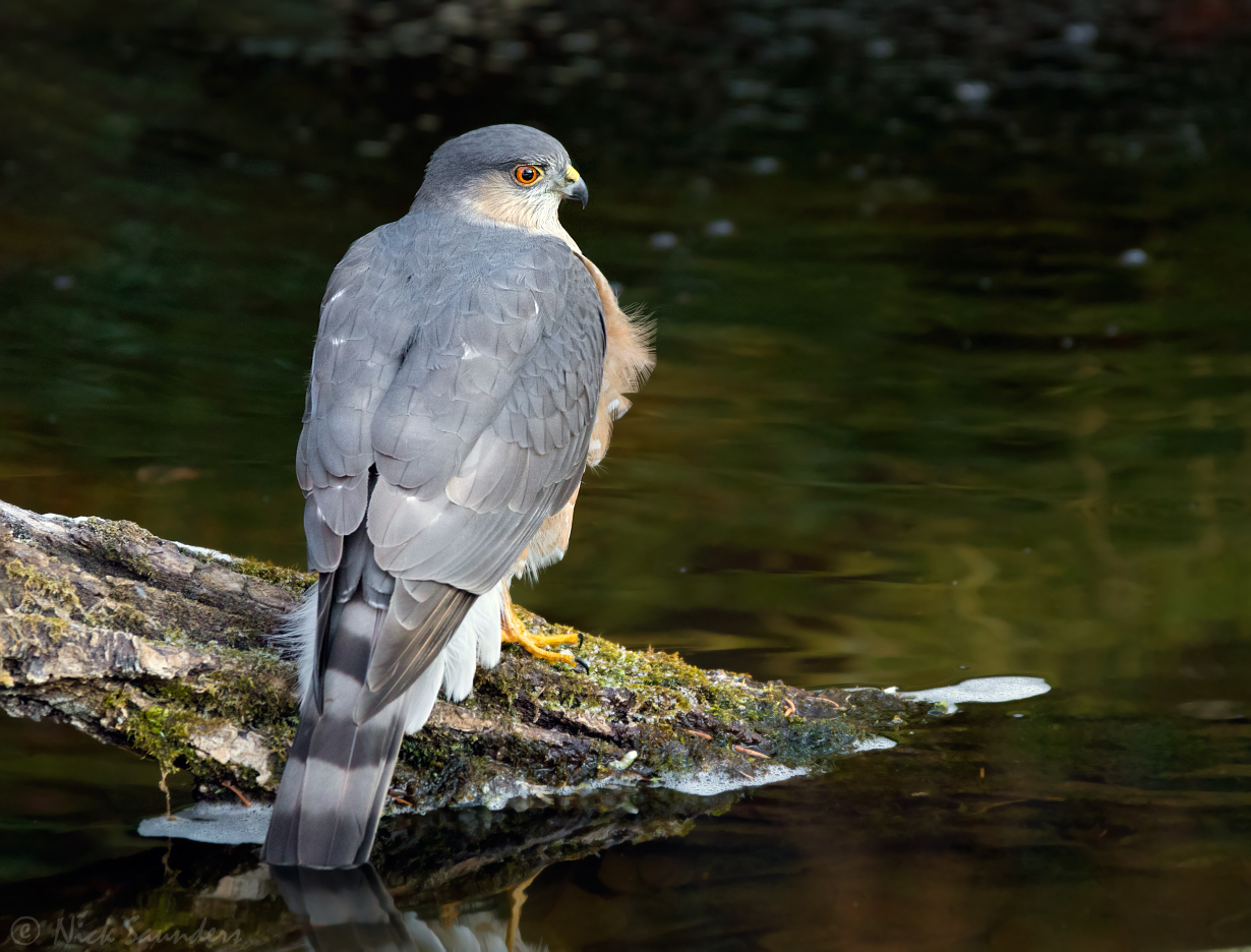 Sharp-shinned Hawk 