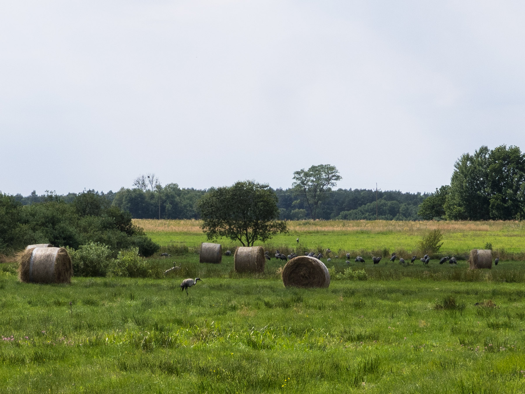 Cranes in Słowiński National Park