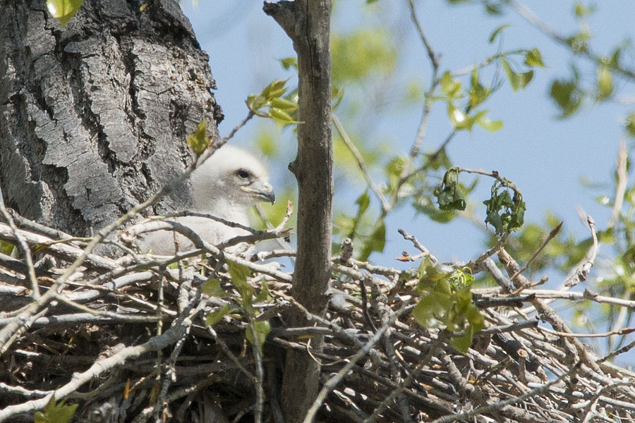 Red-tailed Hawk Chick.jpg