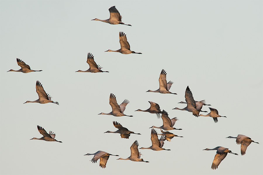 Sandhill cranes.jpg