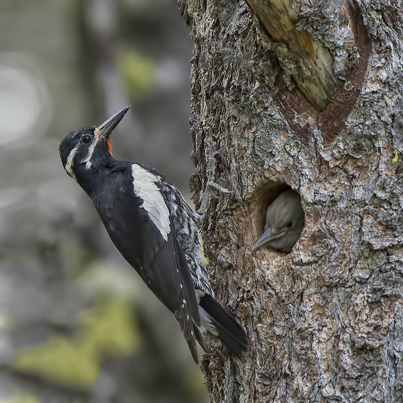 Williamsons sapsucker with chick.jpg